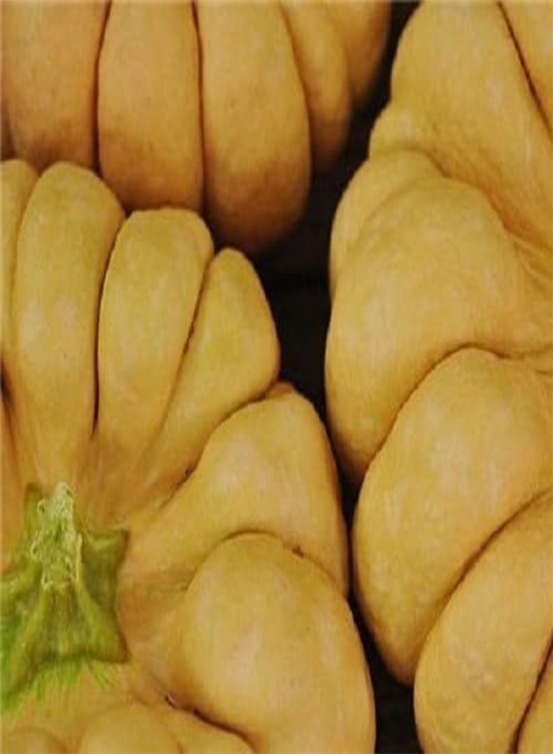 GGOOT YUXIJIANGBINGGUA Squash( 10 Seeds) Japanese Open pollinated,Heirloom - Image 2