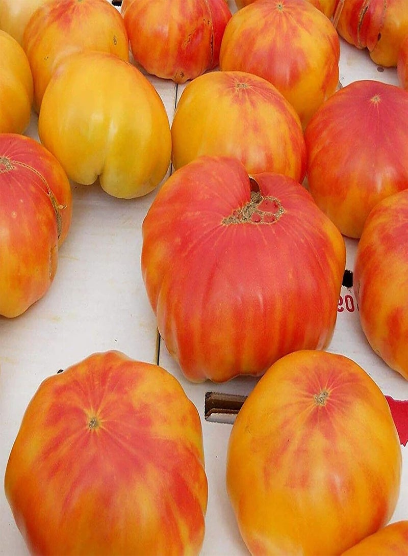 جي جوت 60 قطعة/كيس بذور، بذور طماطم صفراء ذهبية طبيعية غير معدلة وراثيًا قابلة للزراعة في الحديقة أو الفناء أو الهواء الطلق، 1 بذور طماطم - Image 3