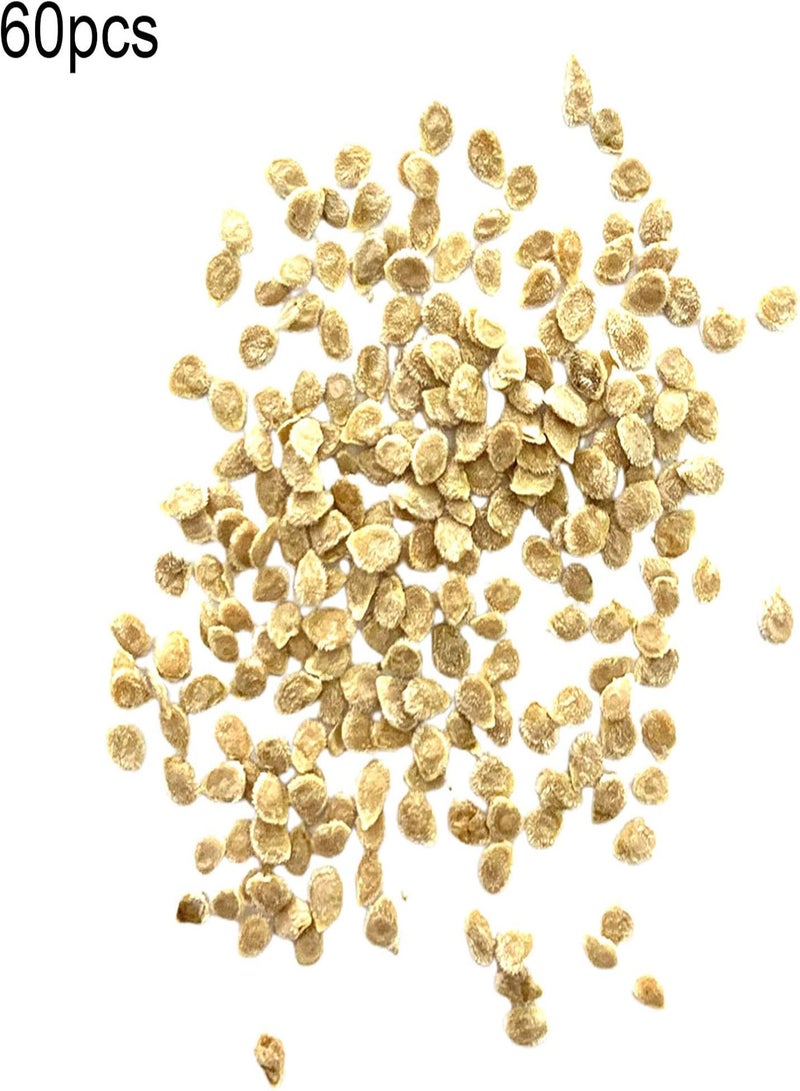 جي جوت 60 قطعة/كيس بذور، بذور طماطم صفراء ذهبية طبيعية غير معدلة وراثيًا قابلة للزراعة في الحديقة أو الفناء أو الهواء الطلق، 1 بذور طماطم - Image 5