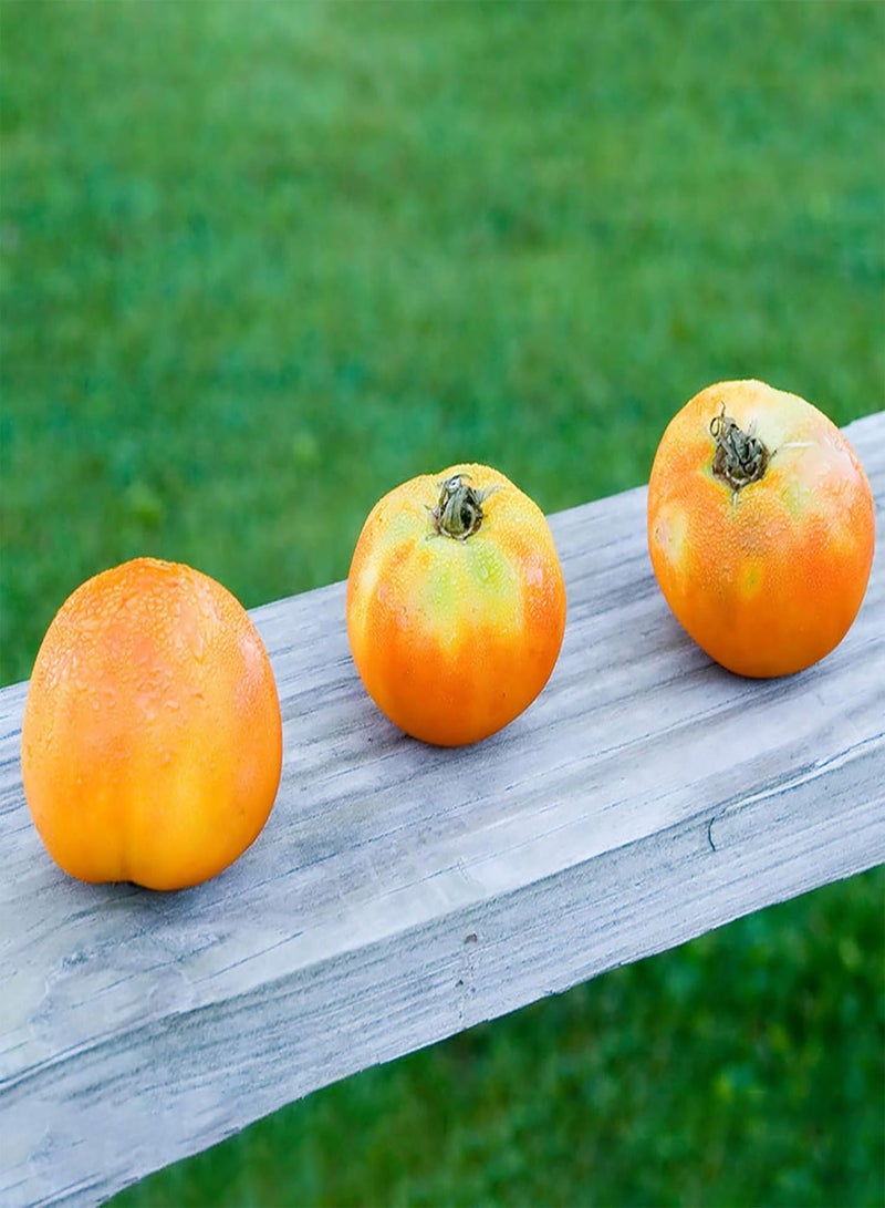 جي جوت 60 قطعة/كيس بذور، بذور طماطم صفراء ذهبية طبيعية غير معدلة وراثيًا قابلة للزراعة في الحديقة أو الفناء أو الهواء الطلق، 1 بذور طماطم - Image 4