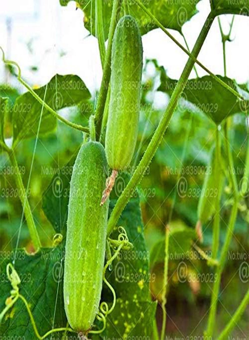 GGOOT 100pcs Small Cucumber Seed Plants Tom Thumb Vegetable Seeds from Ukraine Ultra Early for Home Garden Seed Plants Easy Grow - (Color: 1) - Image 1