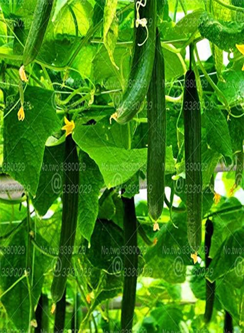 GGOOT 100pcs Small Cucumber Seed Plants Tom Thumb Vegetable Seeds from Ukraine Ultra Early for Home Garden Seed Plants Easy Grow - (Color: 1) - Image 3