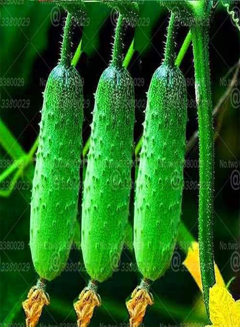 GGOOT 100pcs Small Cucumber Seed Plants Tom Thumb Vegetable Seeds from Ukraine Ultra Early for Home Garden Seed Plants Easy Grow - (Color: 1) - Image 5