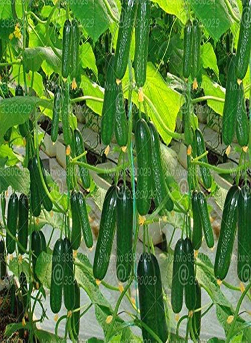 GGOOT 100pcs Small Cucumber Seed Plants Tom Thumb Vegetable Seeds from Ukraine Ultra Early for Home Garden Seed Plants Easy Grow - (Color: 1) - Image 2