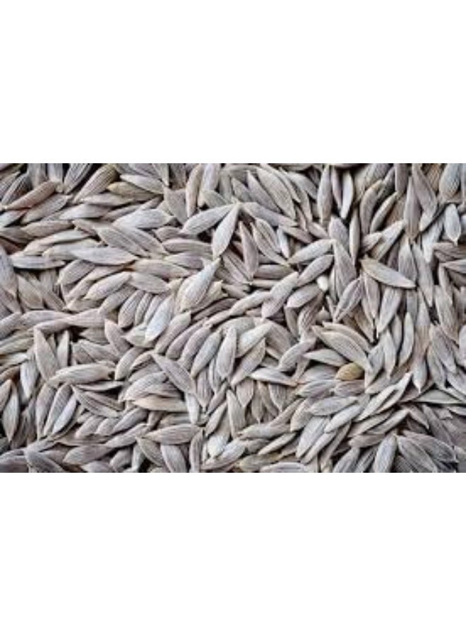 Natural Lettuce Seeds for Planting - Image 1