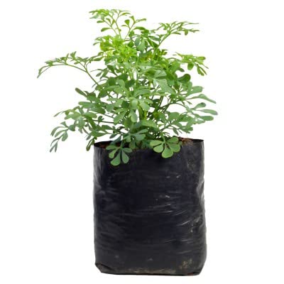 VINAYAKAMART HDPE Nursery Bag (Black, 5X6 inch, 100 Piece) - Image 3