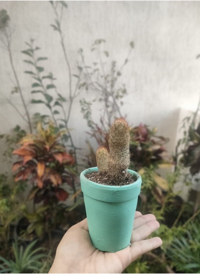 Cactus plant in a clay pot  Turquoise, height 15 cm - pzsku/Z480B93456732032F280CZ/45/_/1729764696/f08b80b1-6fca-4950-bd34-1d91ebf52a3c