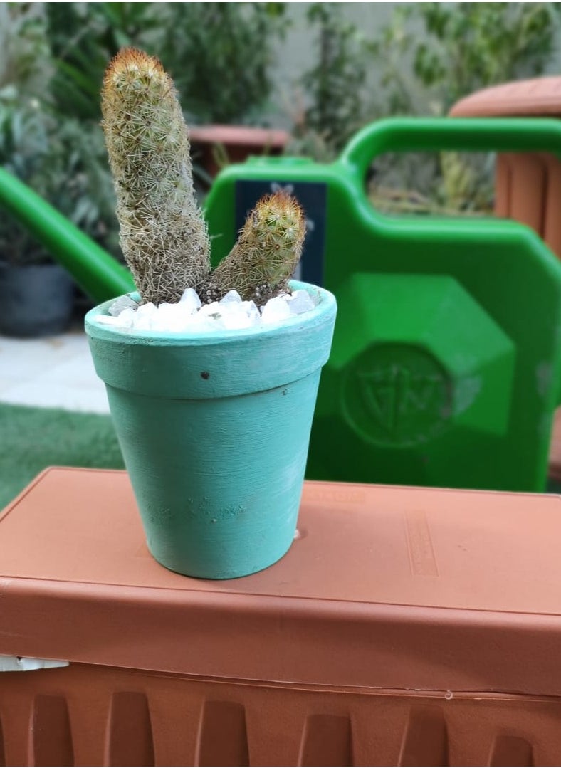 Cactus plant in a clay pot  Turquoise, height 15 cm - pzsku/Z480B93456732032F280CZ/45/_/1729764962/421f1528-3690-48fb-acdf-7c4e3d8fb060