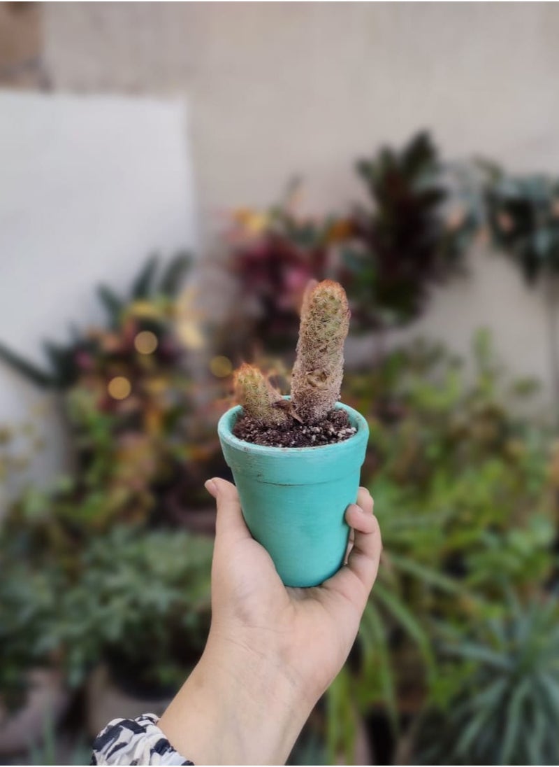 Cactus plant in a clay pot  Turquoise, height 15 cm - pzsku/Z480B93456732032F280CZ/45/_/1729765020/3dec76cc-b403-48f9-93e9-d1e45daca0b7