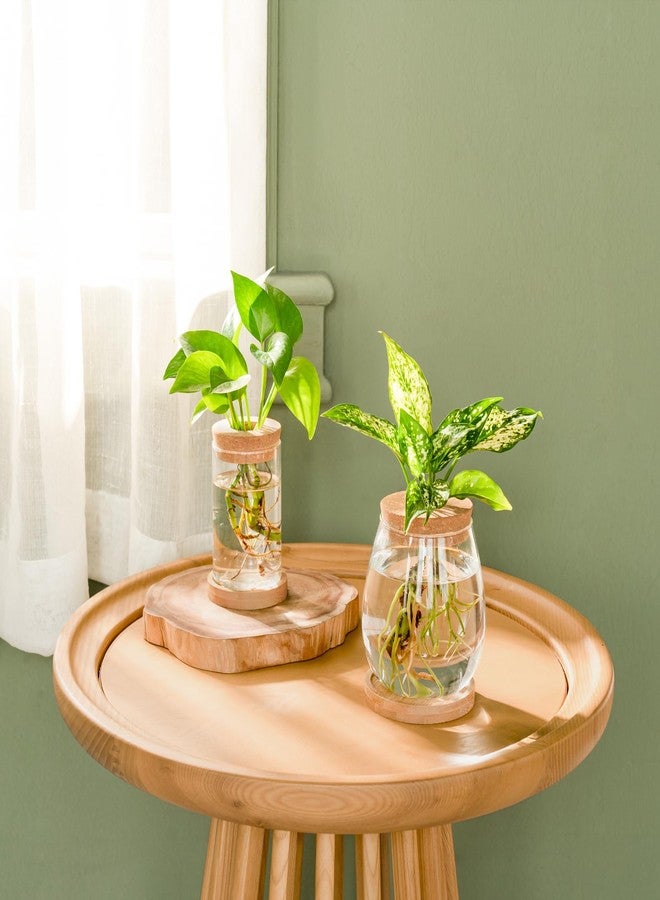 داهي مجموعة داهي المكونة من 4 قطع من محطات إنبات النباتات، عبارة عن أوعية زجاجية لزراعة النباتات على سطح المكتب، مع قاعدة خشبية وغطاء، مناسبة للزراعة المائية، مثالية لتزيين المنزل والمكتب. - Image 4