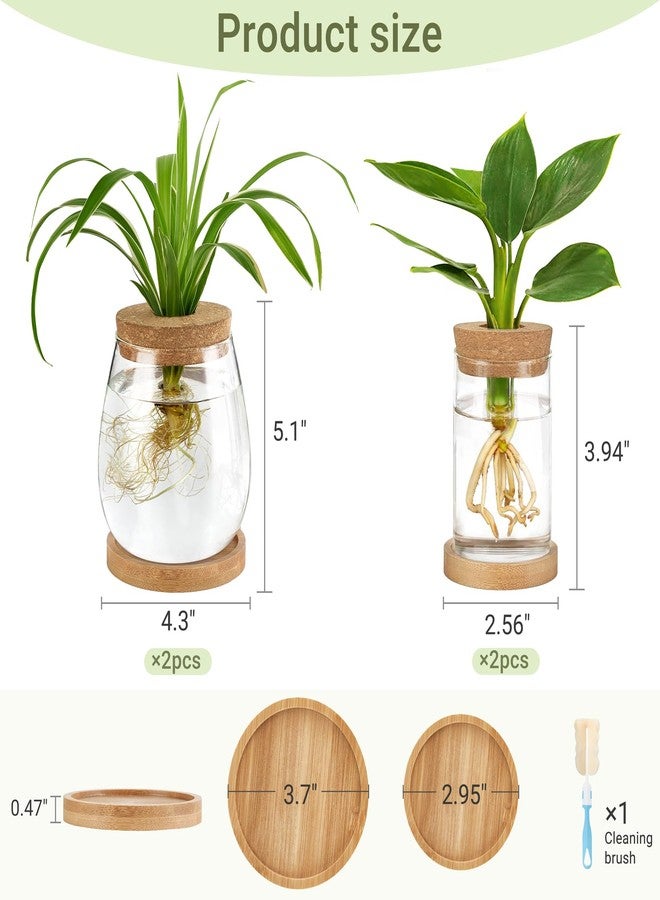 داهي مجموعة داهي المكونة من 4 قطع من محطات إنبات النباتات، عبارة عن أوعية زجاجية لزراعة النباتات على سطح المكتب، مع قاعدة خشبية وغطاء، مناسبة للزراعة المائية، مثالية لتزيين المنزل والمكتب. - Image 5