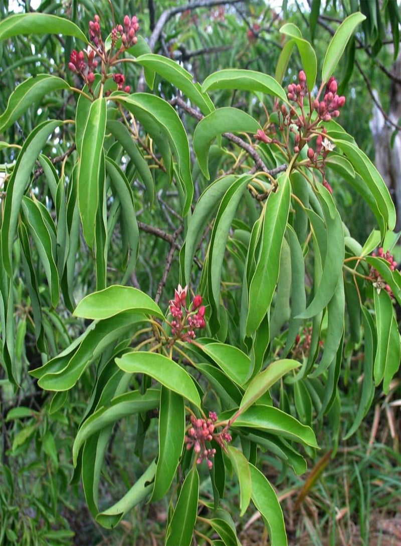 GGOOT Sandal Wood Red, Chandan Red (Pterocarpus Santalinus) Seeds (5) - Image 4