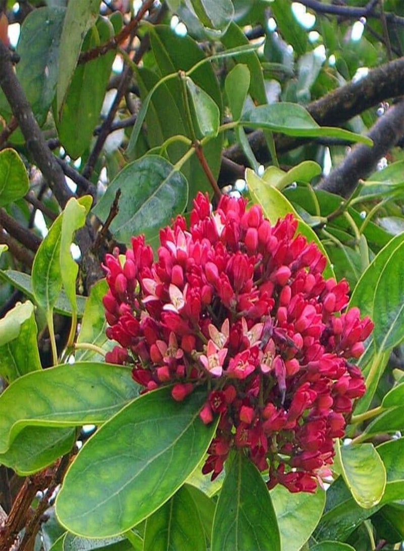 GGOOT Sandal Wood Red, Chandan Red (Pterocarpus Santalinus) Seeds (5) - Image 1