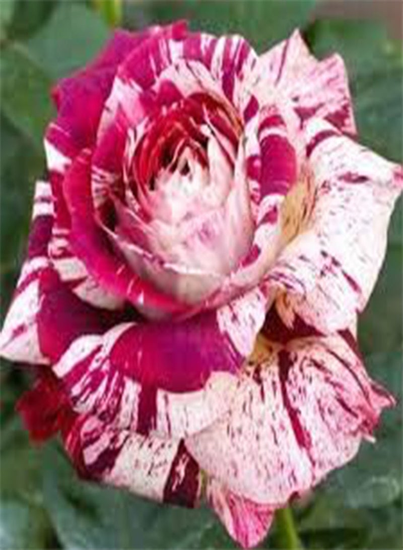 GGOOT seeds Fresh 200 Pcs Germany Rose Flower Seeds for Planting Mixed 7