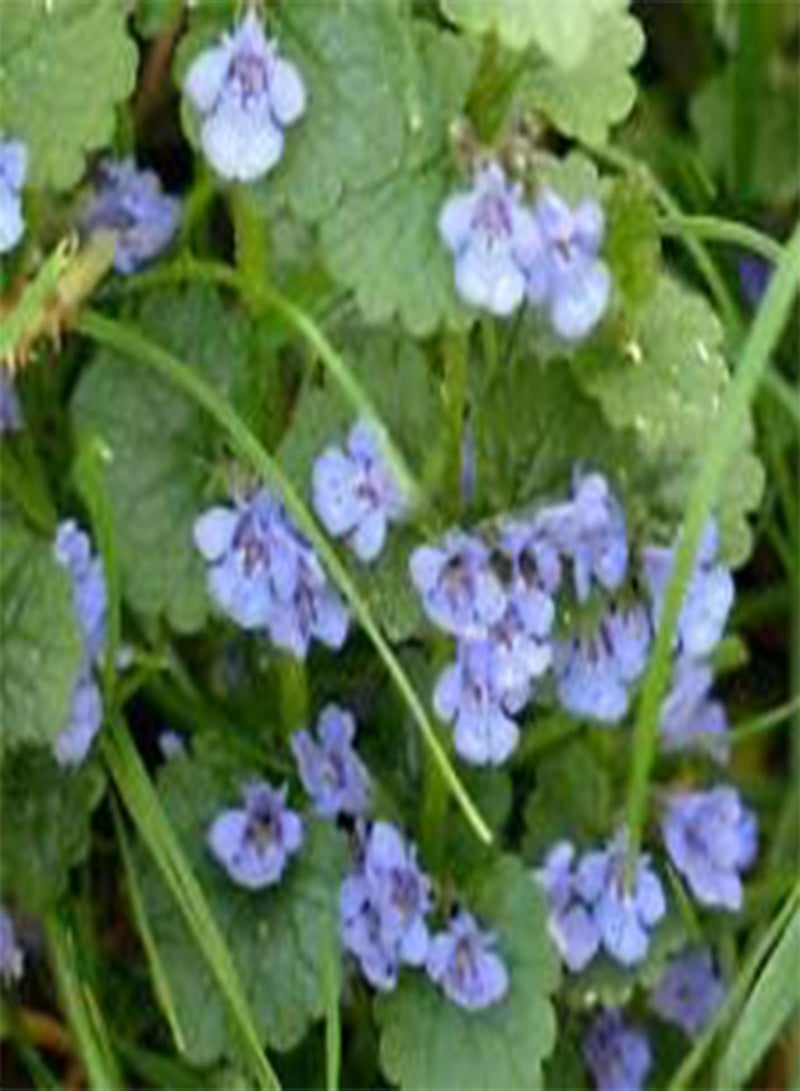 GGOOT Ground Ivy Glechoma Hederacea - 500 Bulk (PKD) Seeds