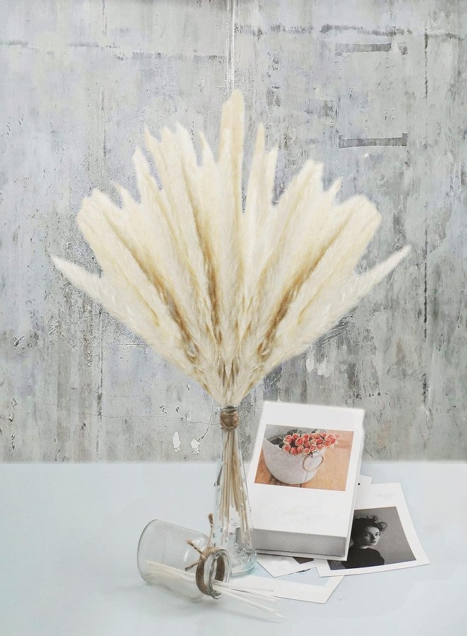 Uieke 50 100 قطعة من ريش عشب البامباس المجفف الطبيعي، بارتفاع 17 بوصة، زهور مجففة، نباتات صناعية كبيرة من القصب الصناعي لتنسيقات زهور حفلات الزفاف، أكاليل منزلية، أبواب (120 قطعة - أبيض) - Image 1