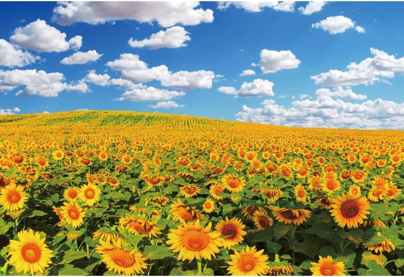 Renaiss 7x5ft Sunflower Field Backdrop Polyester Fabric Summer Yellow Flower Blossom Blue Sky White Clouds Nature Scenery Photography Background for Baby Shower Birthday Wedding Party Decor Banner - Image 1