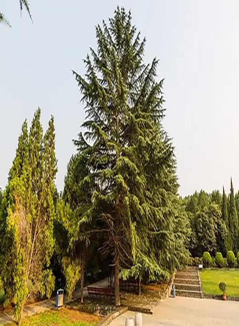 GGOOT 50pcs Cedar seeds Important Landscape Greening Tree Species Strong Nail Grip Crushed Into Powder to Make Spices Timber Species Beautiful Tree Shape - Image 2