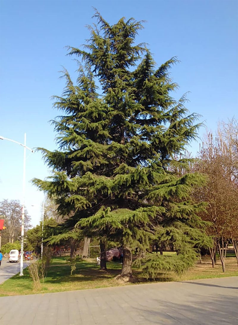 GGOOT 50pcs Cedar seeds Important Landscape Greening Tree Species Strong Nail Grip Crushed Into Powder to Make Spices Timber Species Beautiful Tree Shape - Image 1