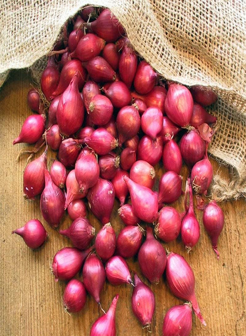 GGOOT Red Karmen Onion - Allium cepa 'Red Karmen' Vegetable Seeds, Home Garden Planting by Heavy Torch, 750 Seeds