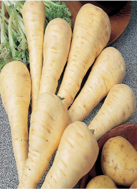 Parsnip Gladiator F1 - Pastinaca Sativa 'Gladiator F1 Hybrid' Vegetable Seeds, The Original 'Designer' Parsnip Home Garden Planting by Heavy Torch, 75 Seeds