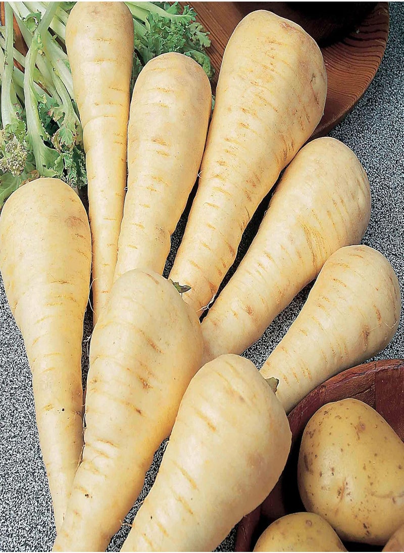 Parsnip Gladiator F1 - Pastinaca Sativa 'Gladiator F1 Hybrid' Vegetable Seeds, The Original 'Designer' Parsnip Home Garden Planting by Heavy Torch, 75 Seeds