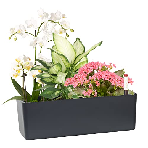 GardenBasix Elongated Self Watering Planter Pots Window Box 5.5 x 16 inch Indoor Home Garden Modern Decorative Planter Pot for All House Plants Flowers Herbs (Dark Grey,1-Pack) - Image 1