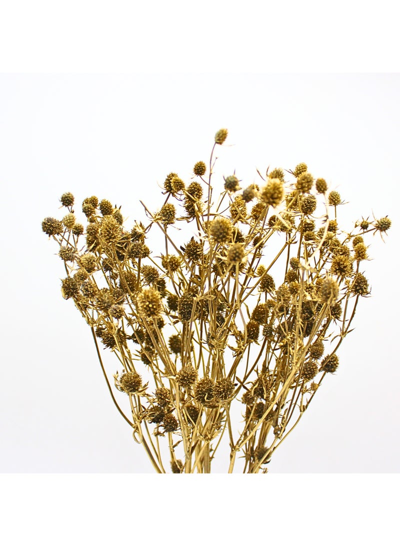 FANCY FLOWERS FANCY Dried Eryngium Planum (Painted Thistle), 40–60 cm Natural Dried Stems – Gold - Image 2