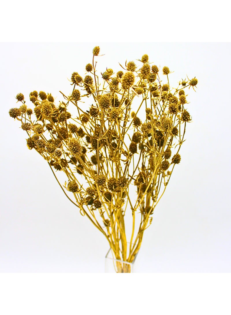 FANCY FLOWERS FANCY Dried Eryngium Planum (Painted Thistle), 40–60 cm Natural Dried Stems – Gold - Image 3