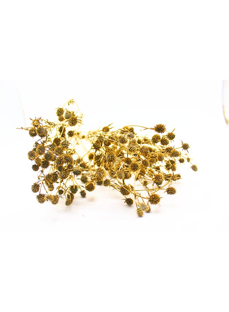 FANCY FLOWERS FANCY Dried Eryngium Planum (Painted Thistle), 40–60 cm Natural Dried Stems – Gold - Image 4