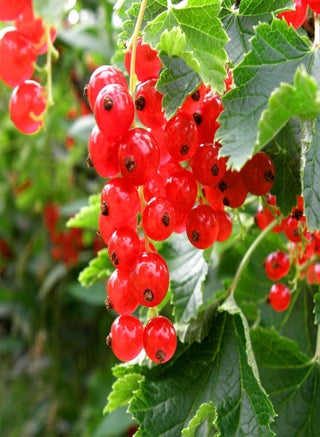 50 Western Red Currant Seeds Alpine Mountain Squaw Currant Seeds - Good for Wildlife & Open Pollinated - Striking Showy Heirloom Fruit Flower Shrub - pzsku/Z48370F13F0E0649E6B4DZ/45/1746426536/1f1da9ab-db60-4ce4-8949-793355fbe8f0