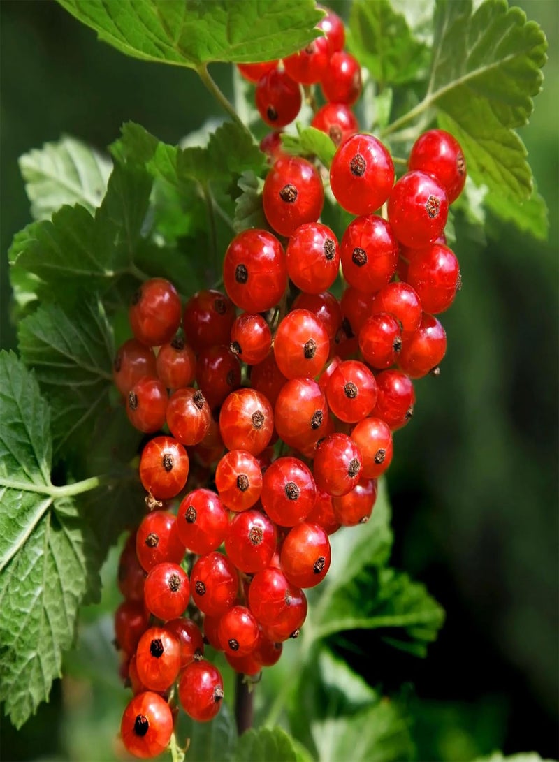 50 Western Red Currant Seeds Alpine Mountain Squaw Currant Seeds - Good for Wildlife & Open Pollinated - Striking Showy Heirloom Fruit Flower Shrub