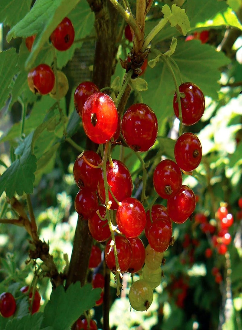 50 Western Red Currant Seeds Alpine Mountain Squaw Currant Seeds - Good for Wildlife & Open Pollinated - Striking Showy Heirloom Fruit Flower Shrub