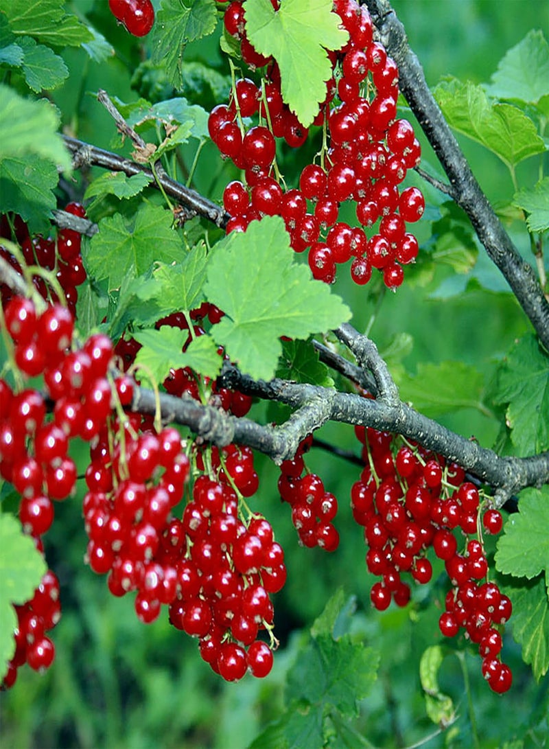 50 Western Red Currant Seeds Alpine Mountain Squaw Currant Seeds - Good for Wildlife & Open Pollinated - Striking Showy Heirloom Fruit Flower Shrub
