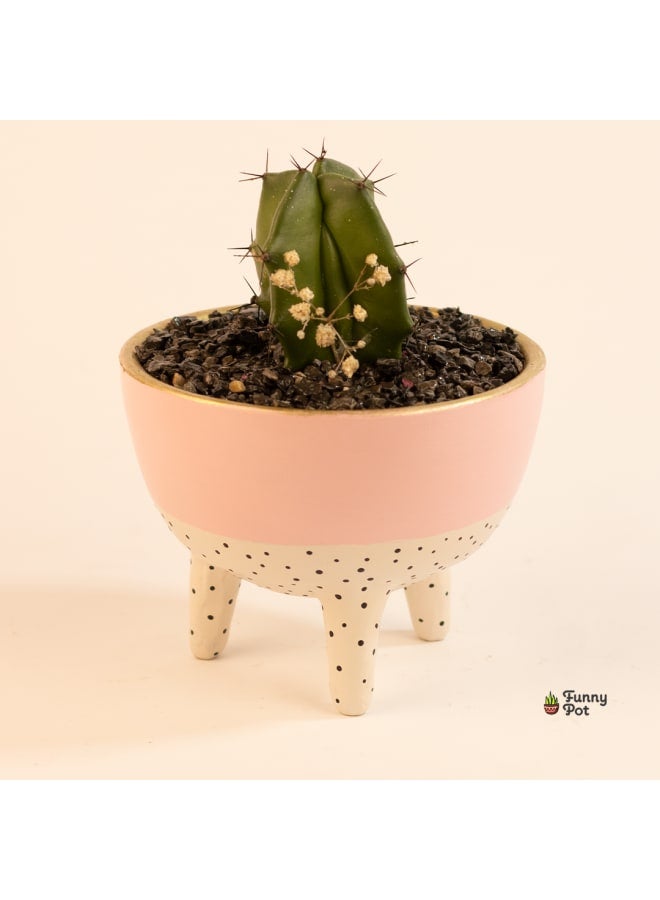 Cactus pottery pot