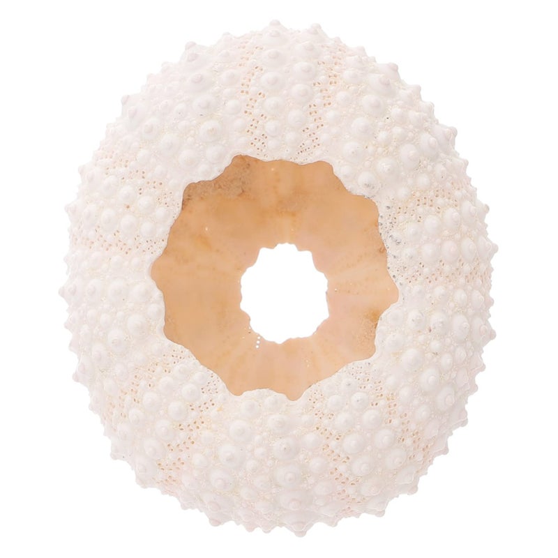 Natural Coral Conch Seashell Display Props For Nail Decoration Photography Party Decor - Image 2