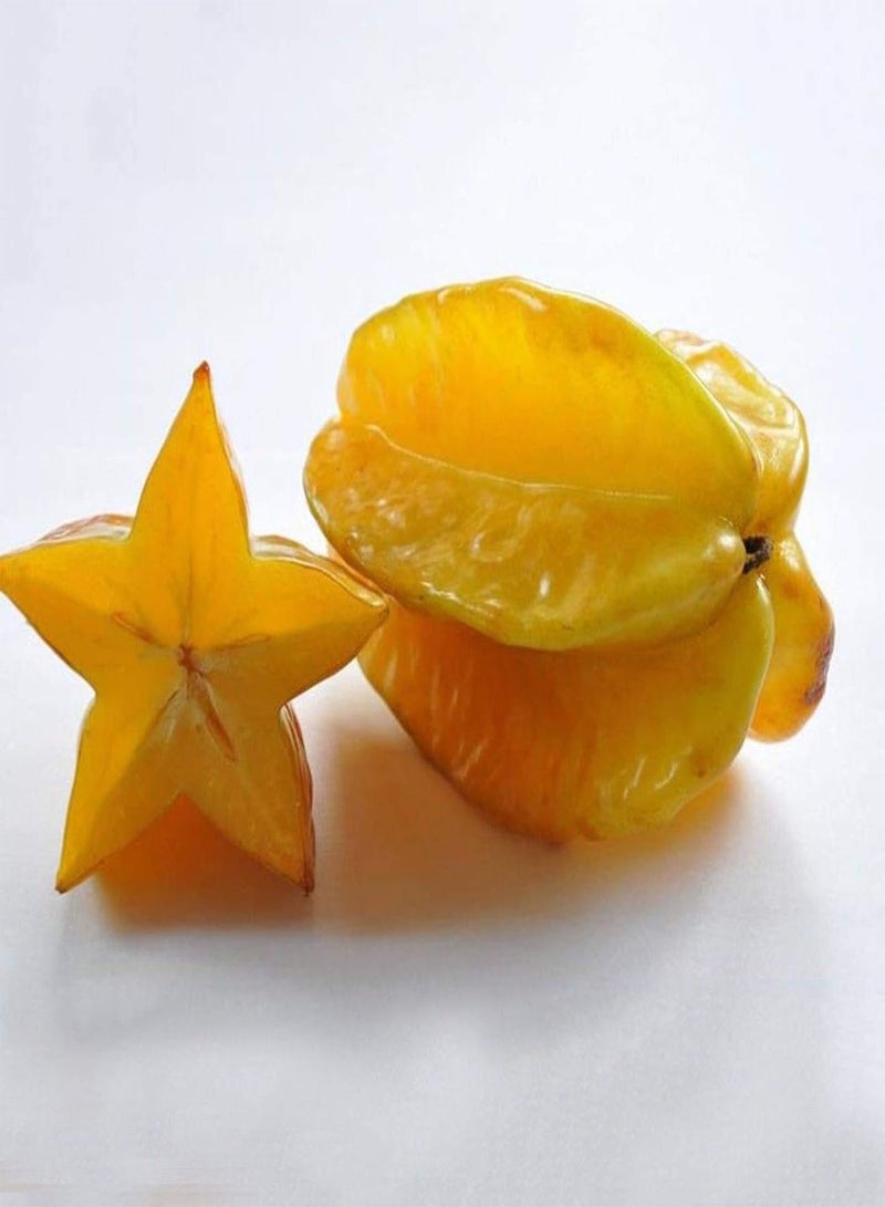 GGOOT 50Pcs Thai Star Fruit Seeds Juicy Carambola Exotic Tree Seed High Germination - Image 3