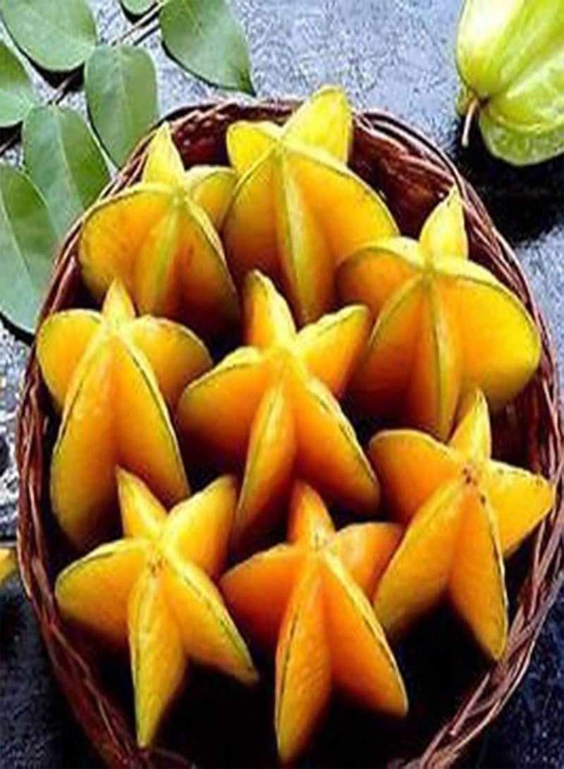 GGOOT 50Pcs Thai Star Fruit Seeds Juicy Carambola Exotic Tree Seed High Germination - Image 2