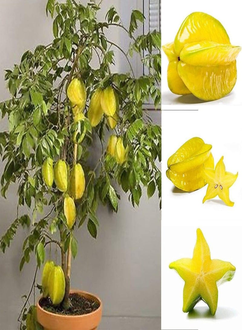 GGOOT 50Pcs Thai Star Fruit Seeds Juicy Carambola Exotic Tree Seed High Germination - Image 1