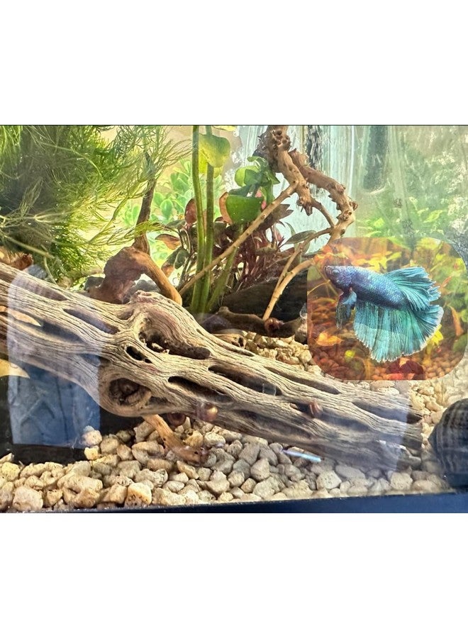 Natural Cholla Wood, Choya Air Plant, Untreated Beautiful Driftwood, Aquarium Decor, Betta Fish, Plecos, Shrimp, Minnows, Neon tetras, Cory Catfish, 6'' Long, 0.8 - 1'' Diameter, 5 - Pieces. - Image 2