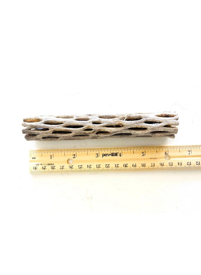 Natural Cholla Wood, Choya Air Plant, Untreated Beautiful Driftwood, Aquarium Decor, Betta Fish, Plecos, Shrimp, Minnows, Neon tetras, Cory Catfish, 6'' Long, 0.8 - 1'' Diameter, 5 - Pieces. - Image 5