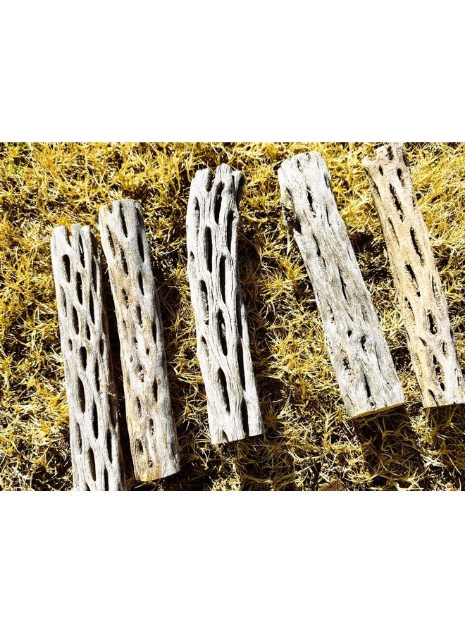 Natural Cholla Wood, Choya Air Plant, Untreated Beautiful Driftwood, Aquarium Decor, Betta Fish, Plecos, Shrimp, Minnows, Neon tetras, Cory Catfish, 6'' Long, 0.8 - 1'' Diameter, 5 - Pieces. - Image 3