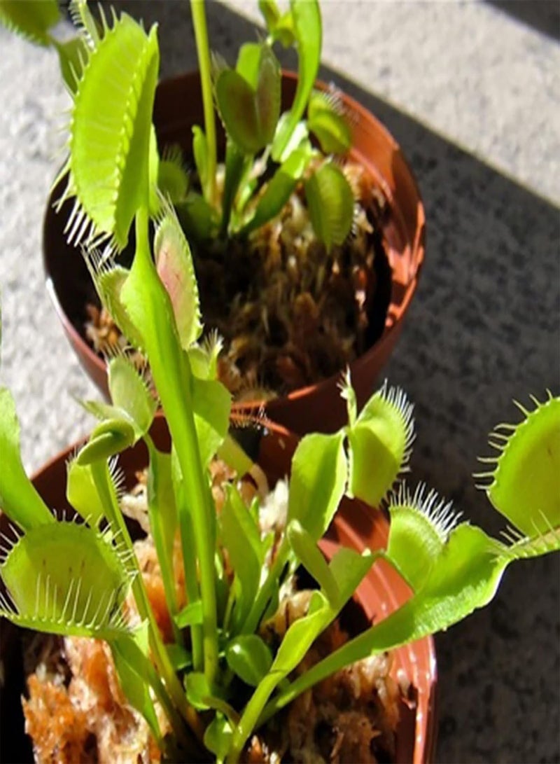 جي جوت 25 قطعة من بذور النباتات سريعة النمو والإنبات السريع بذور Dionaea Muscipula الطازجة للحديقة الزخرفية للمنزل - بذور الزهور الخضراء بذور الخضروات بذور الفاكهة بذور نباتات الحديقة للزراعة - Image 4