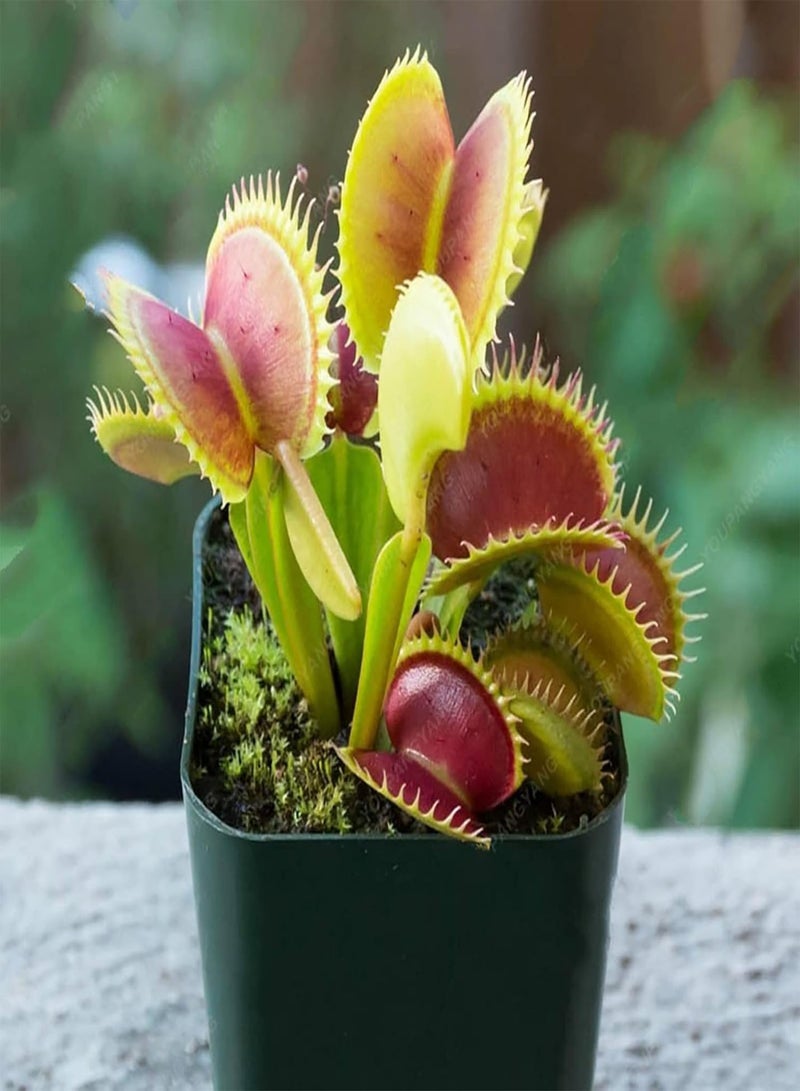 جي جوت 25 قطعة من بذور النباتات سريعة النمو والإنبات السريع بذور Dionaea Muscipula الطازجة للحديقة الزخرفية للمنزل - بذور الزهور الخضراء بذور الخضروات بذور الفاكهة بذور نباتات الحديقة للزراعة - Image 5