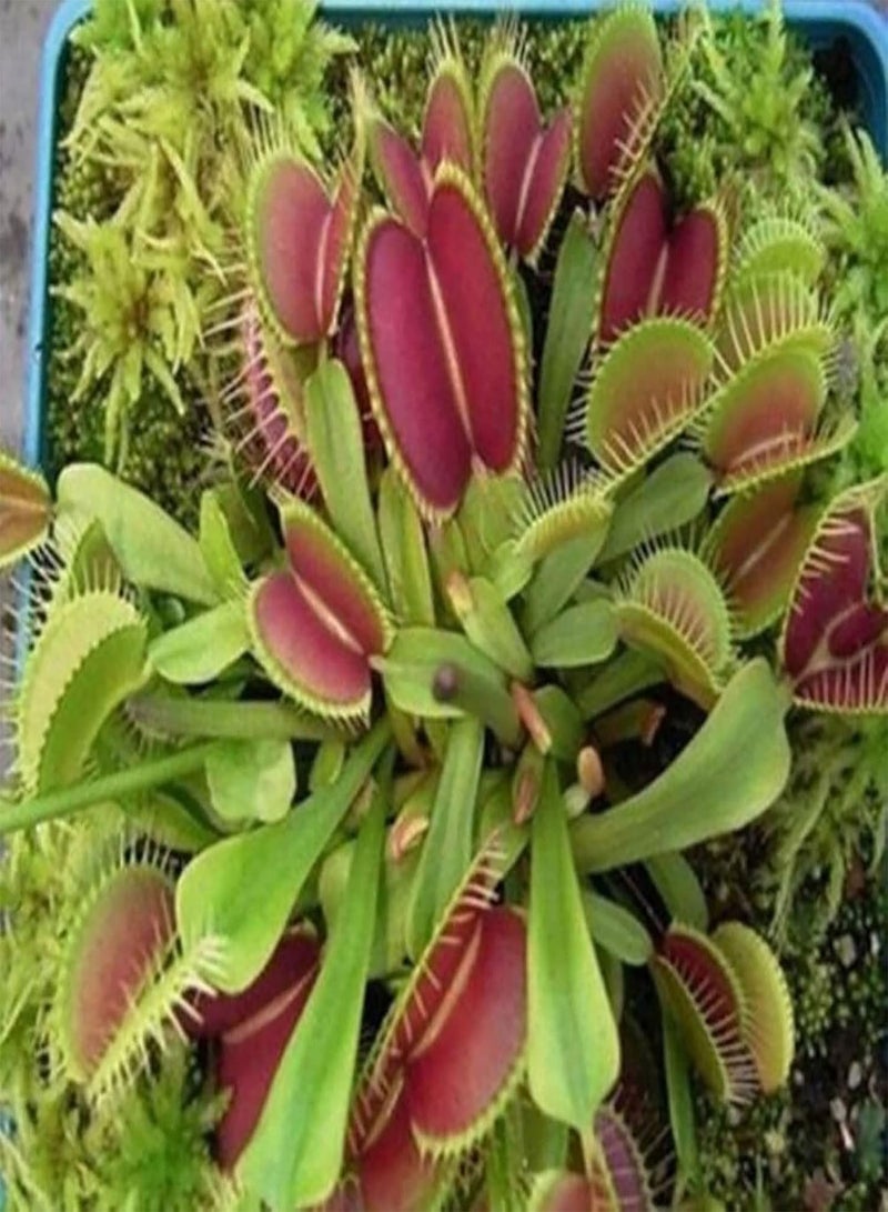 جي جوت 25 قطعة من بذور النباتات سريعة النمو والإنبات السريع بذور Dionaea Muscipula الطازجة للحديقة الزخرفية للمنزل - بذور الزهور الخضراء بذور الخضروات بذور الفاكهة بذور نباتات الحديقة للزراعة - Image 2