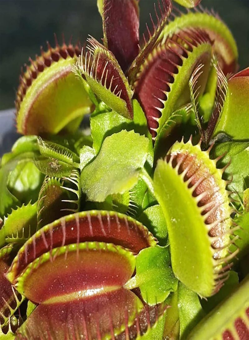 جي جوت 25 قطعة من بذور النباتات سريعة النمو والإنبات السريع بذور Dionaea Muscipula الطازجة للحديقة الزخرفية للمنزل - بذور الزهور الخضراء بذور الخضروات بذور الفاكهة بذور نباتات الحديقة للزراعة - Image 3