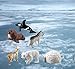 NatureMan Mini Arctic Animals Toys Set 10PCS Polar Animal Figurines Toy PlaysetIncludes Polar Bear Seal Reindeer Wolf Rabbit Arctic Fox Igloo for Toddlers Birthday Gift - Image 2