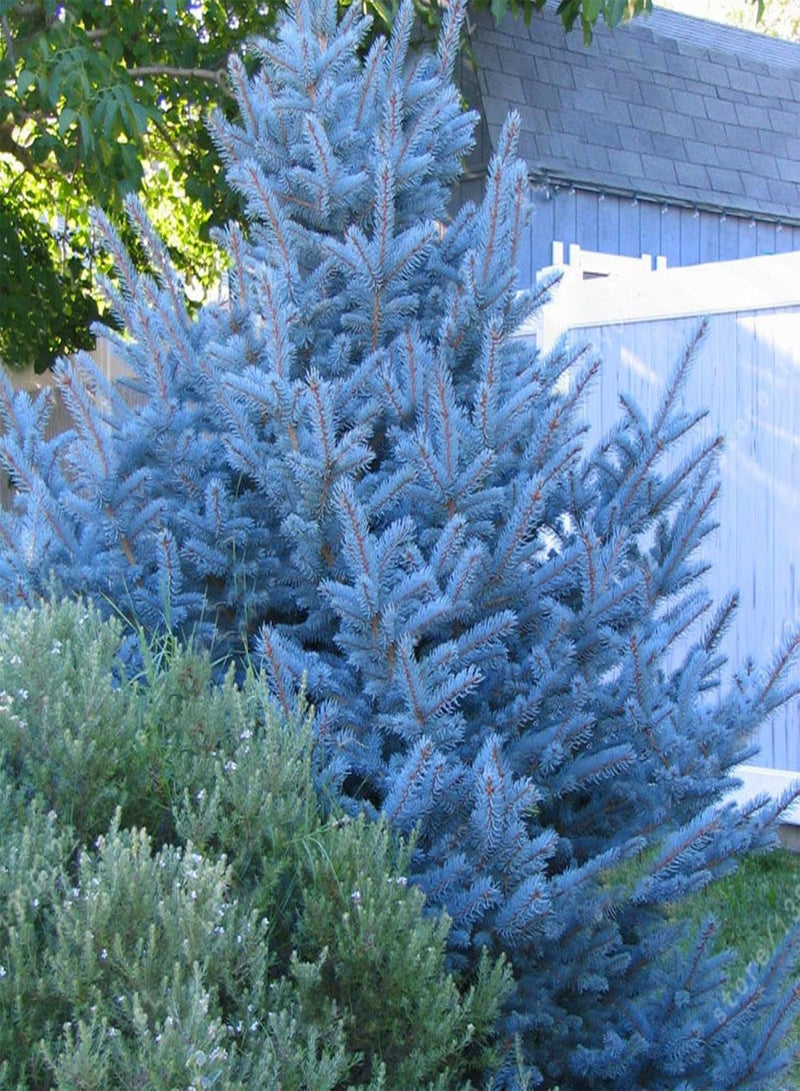 جي جوت 20 قطعة من بذور شجرة التنوب الزرقاء السماوية من كولورادو، قابلة للتكيف، من نوع بيسيا بونجينز جلاوكا - Image 4