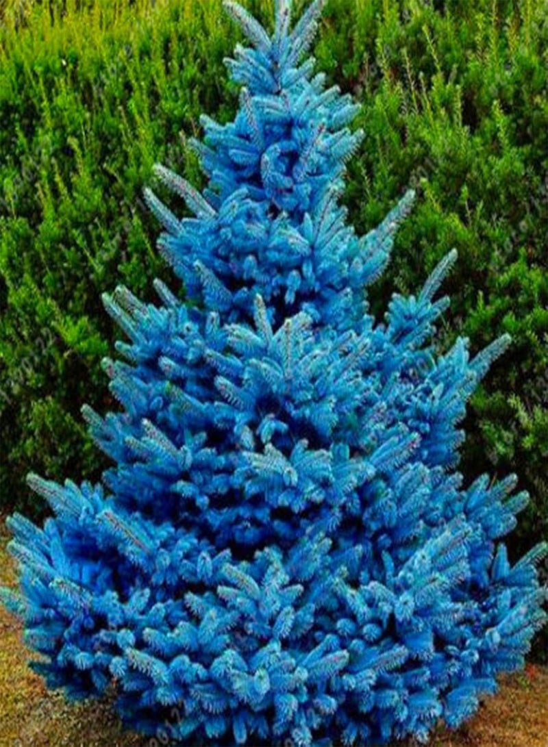 جي جوت 20 قطعة من بذور شجرة التنوب الزرقاء السماوية من كولورادو، قابلة للتكيف، من نوع بيسيا بونجينز جلاوكا - Image 1