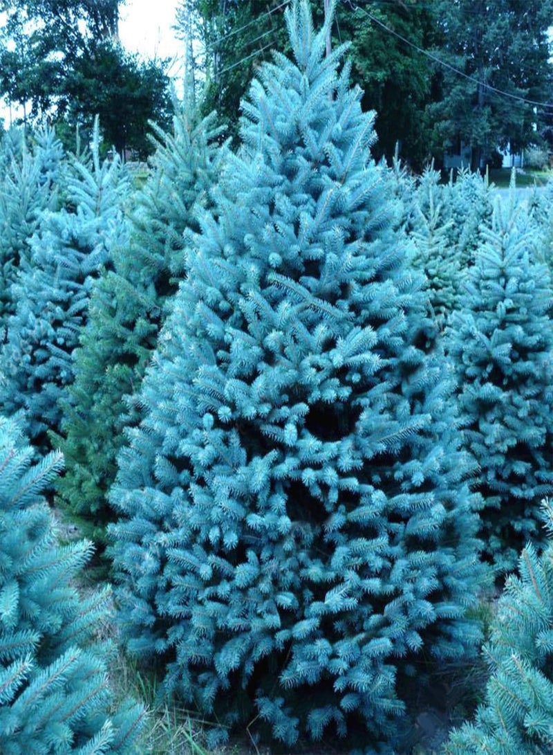 جي جوت 20 قطعة من بذور شجرة التنوب الزرقاء السماوية من كولورادو، قابلة للتكيف، من نوع بيسيا بونجينز جلاوكا - Image 5